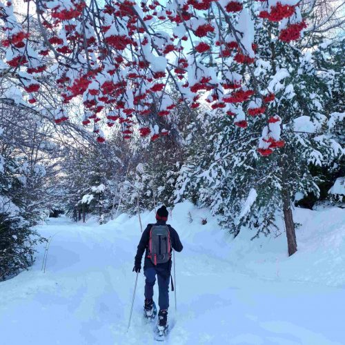 raquetas por bosque2